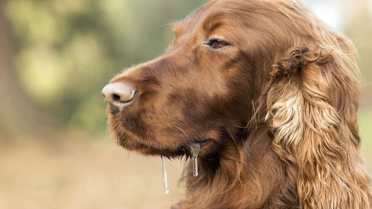 Hund sabbert Mögliche Gründe